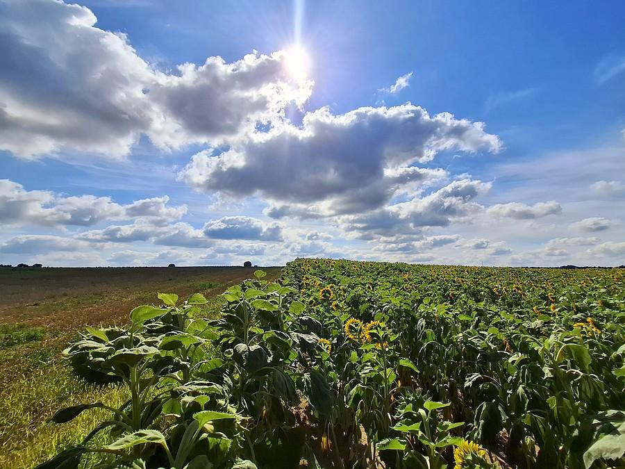 Słonecznikowy landszafcik