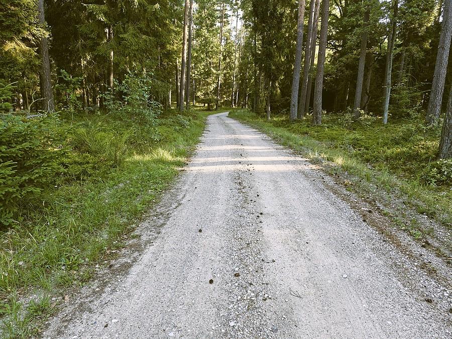 Szutrówka nad Jeziorem Omulew