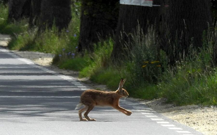 Zając przechodzi przez ulicę