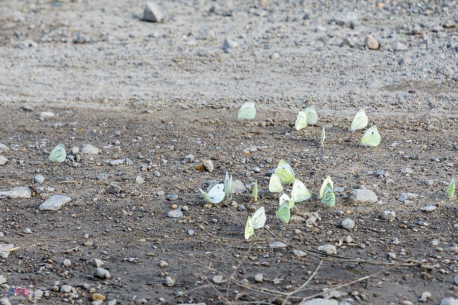 Bielinki na drodze w Lusławicach
