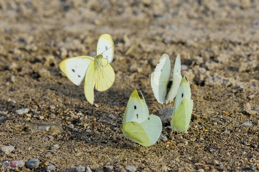 Bielinki kapustniki w Lusławicach