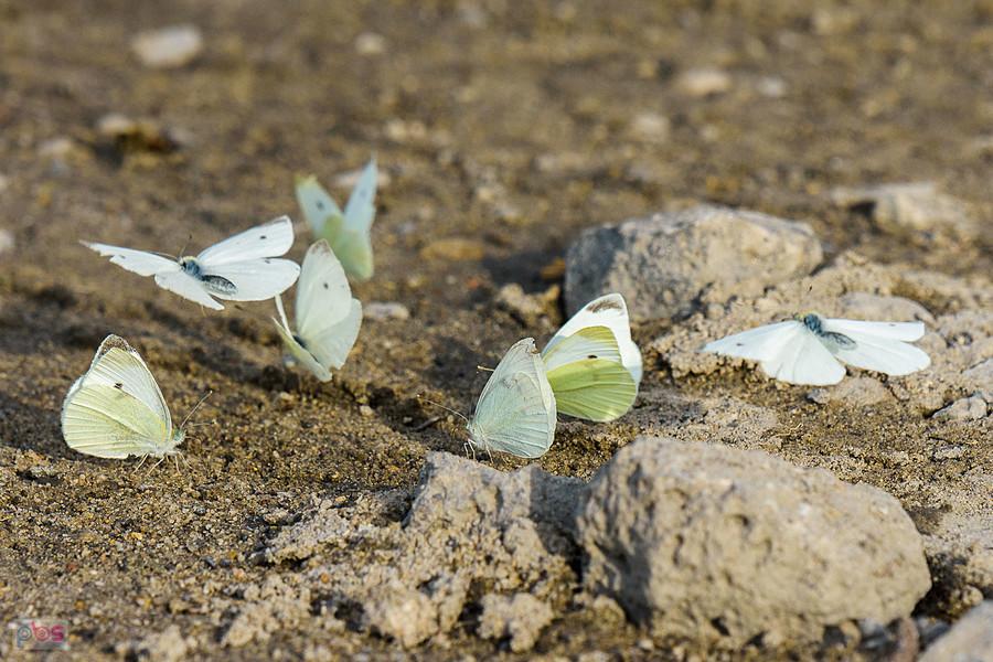 Bielinki kapustniki w Lusławicach