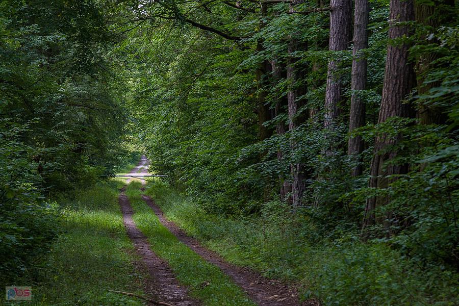 Leśna droga w pobliżu Lipnika-Gajówki