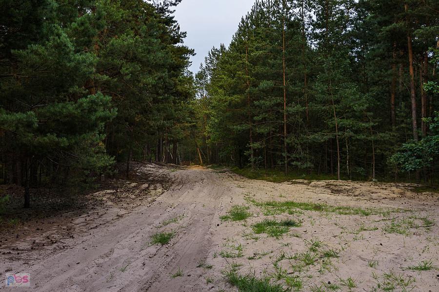 Piaszczysty odcinek w lasku pomiędzy Zalesicami a Staropolem