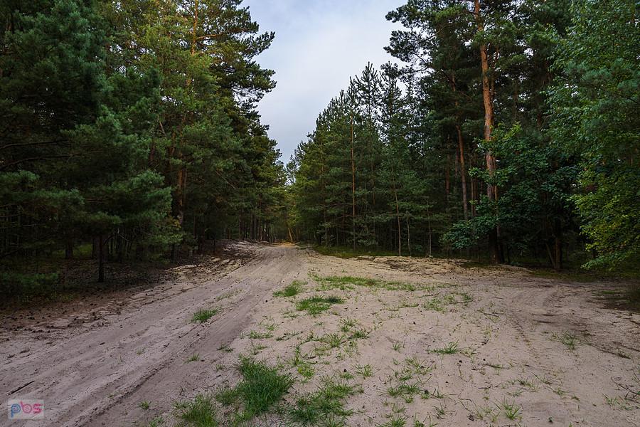 Piaszczysty odcinek w lasku pomiędzy Zalesicami a Staropolem