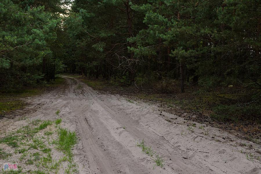 Piaszczysty odcinek w lasku pomiędzy Zalesicami a Staropolem