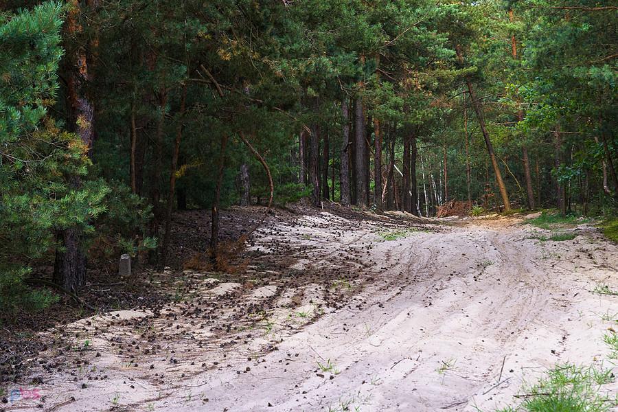 Piaszczysty odcinek w lasku pomiędzy Zalesicami a Staropolem