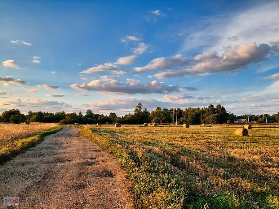Słowik - widok za plecami
