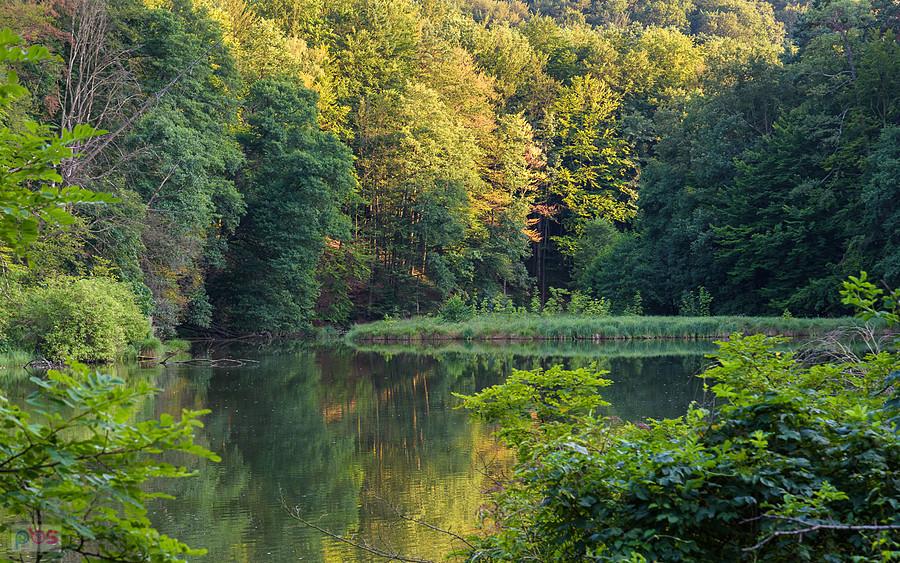 Złoty Potok - staw "Zielony / Sen Nocy Letniej" - Rezerwat Parkowe