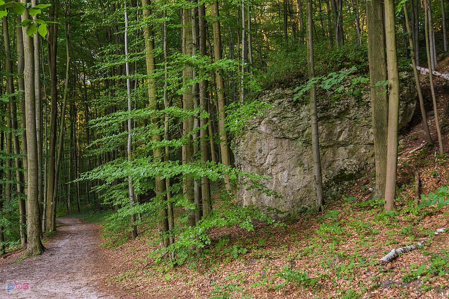 Złoty Potok - Rezerwat Parkowe