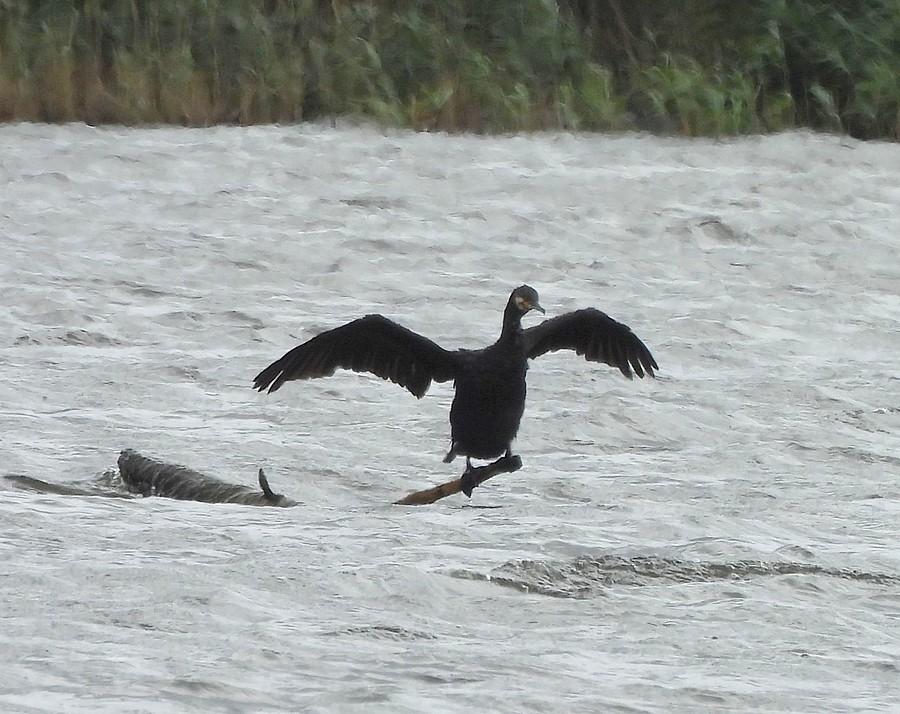 Kormoran suszy skrzydła