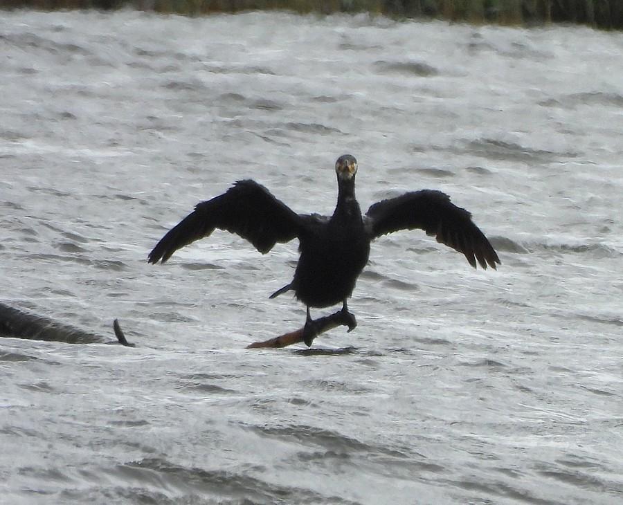 Kormoran na mnie zerka