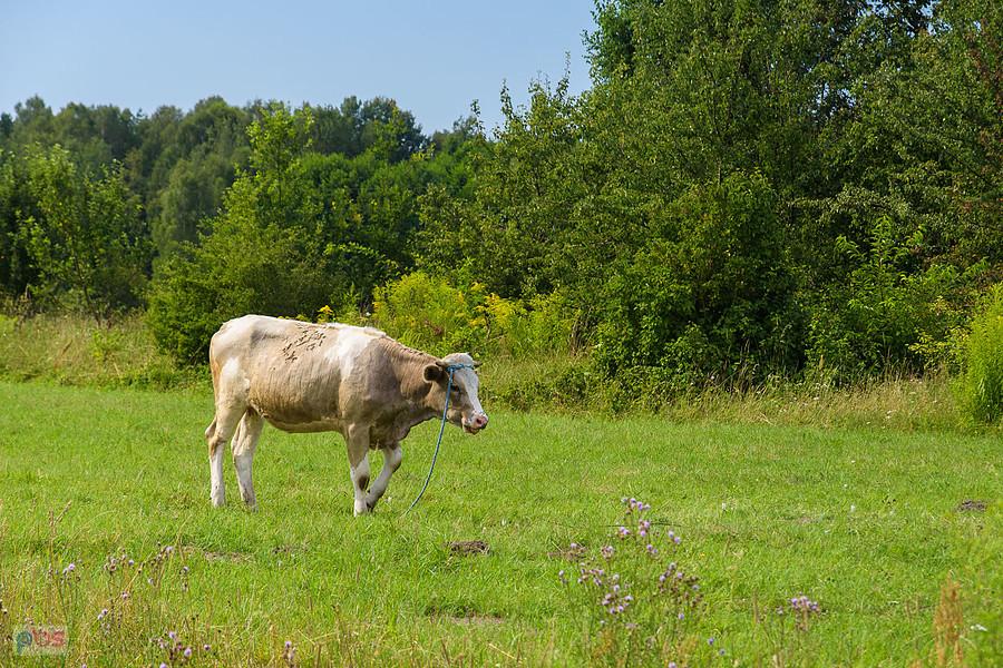 Jałówka w miejscowości Wysoka Lelowska