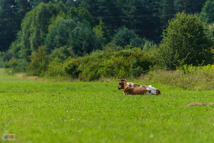 Ta siedziała trochę dalej - Wysoka Lelowska
