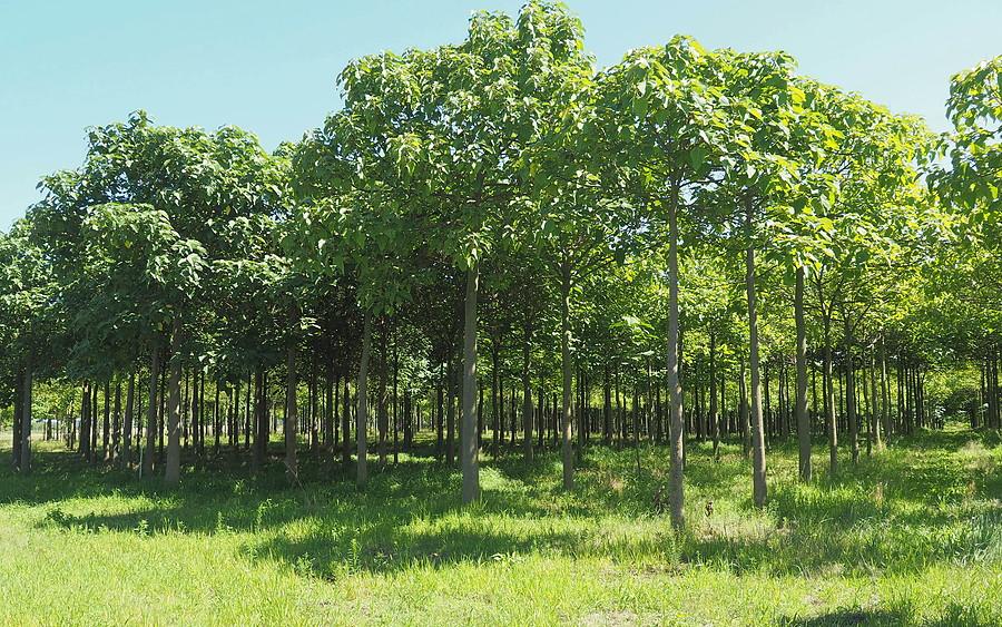 Plantacja drzew tlenowych (paulownia, oxytree)