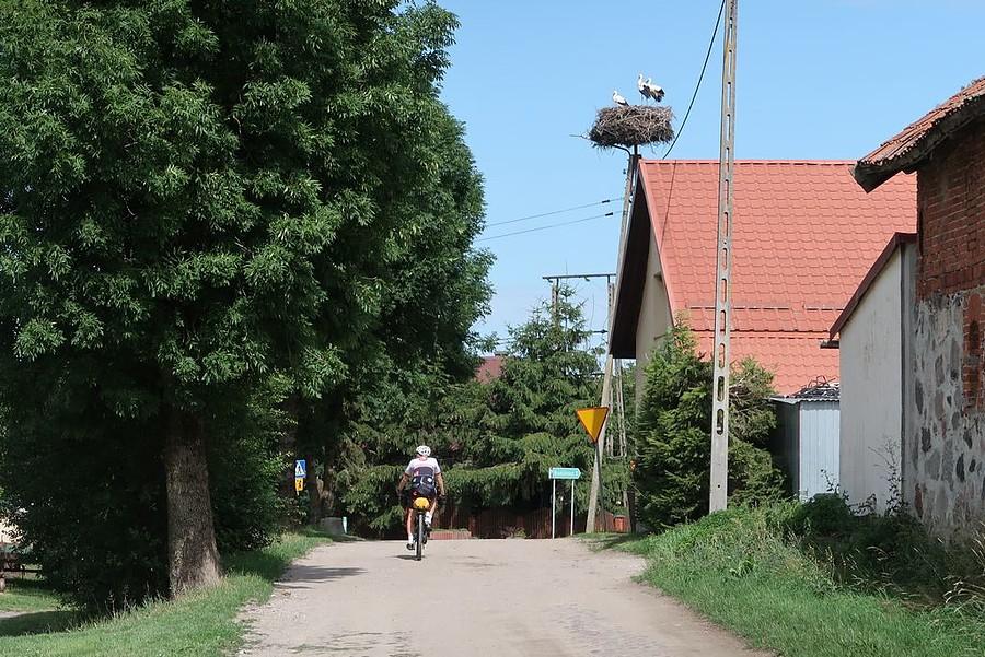 Ilość napotkanych bocianich gniazd - niezliczona