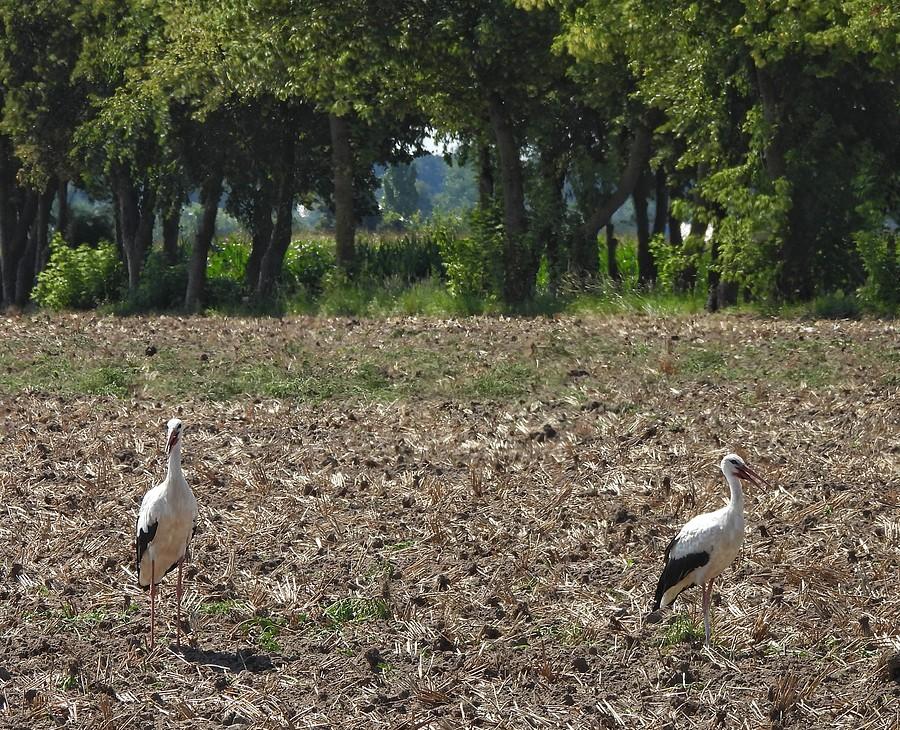 Bociany na polu