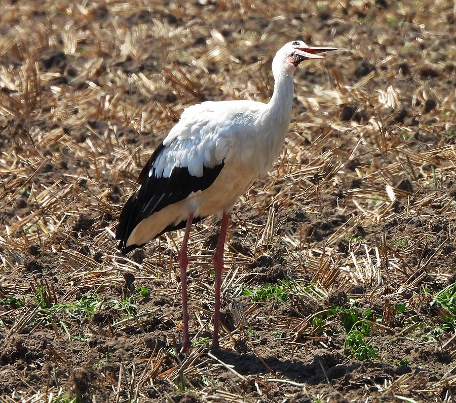 Bociania radość