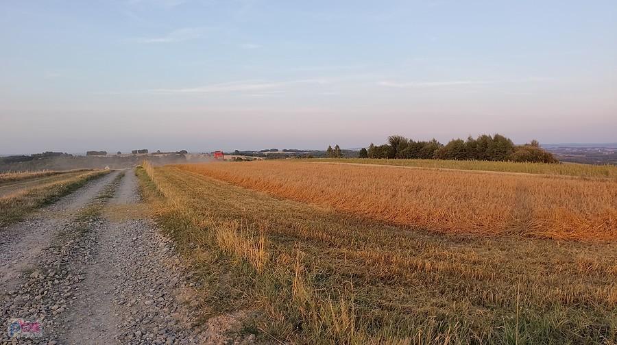 Żniwne ostatki