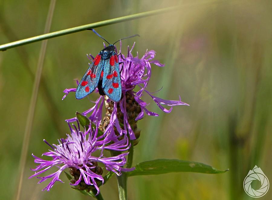 Sześciopunktowy motyl na fioletowym kwiecie