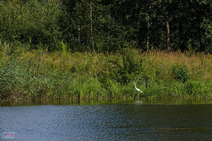 Czapla biała w Kuźnicy Starej