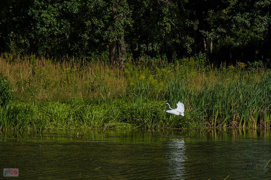 Czapla biała w Kuźnicy Starej
