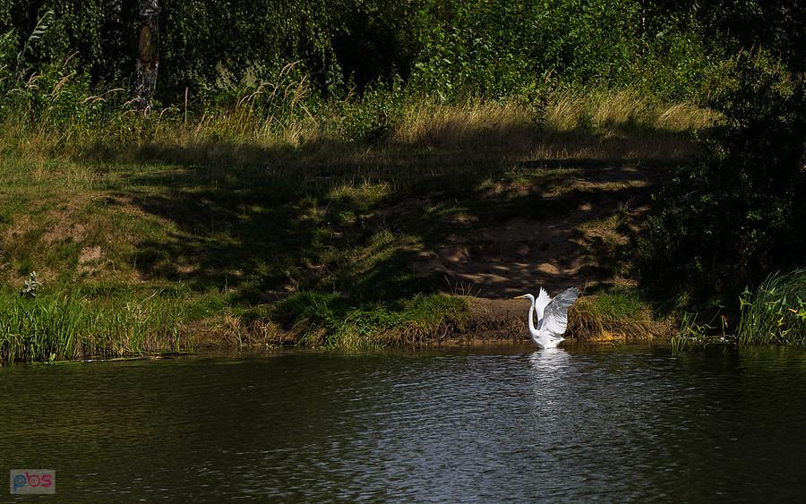 Czapla biała w Kuźnicy Starej