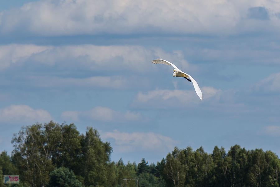 Czapla biała w Kuźnicy Starej (Poraj)