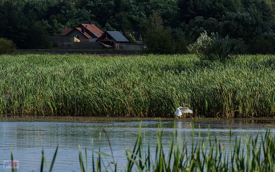 Czapla biała w Kuźnicy Starej (Poraj)