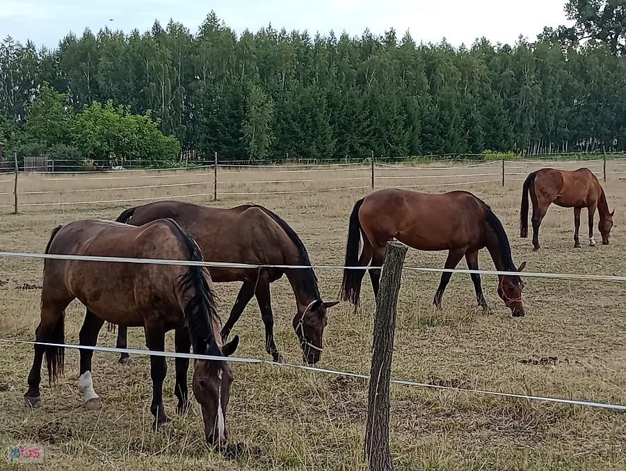 Konie w Duchnicach