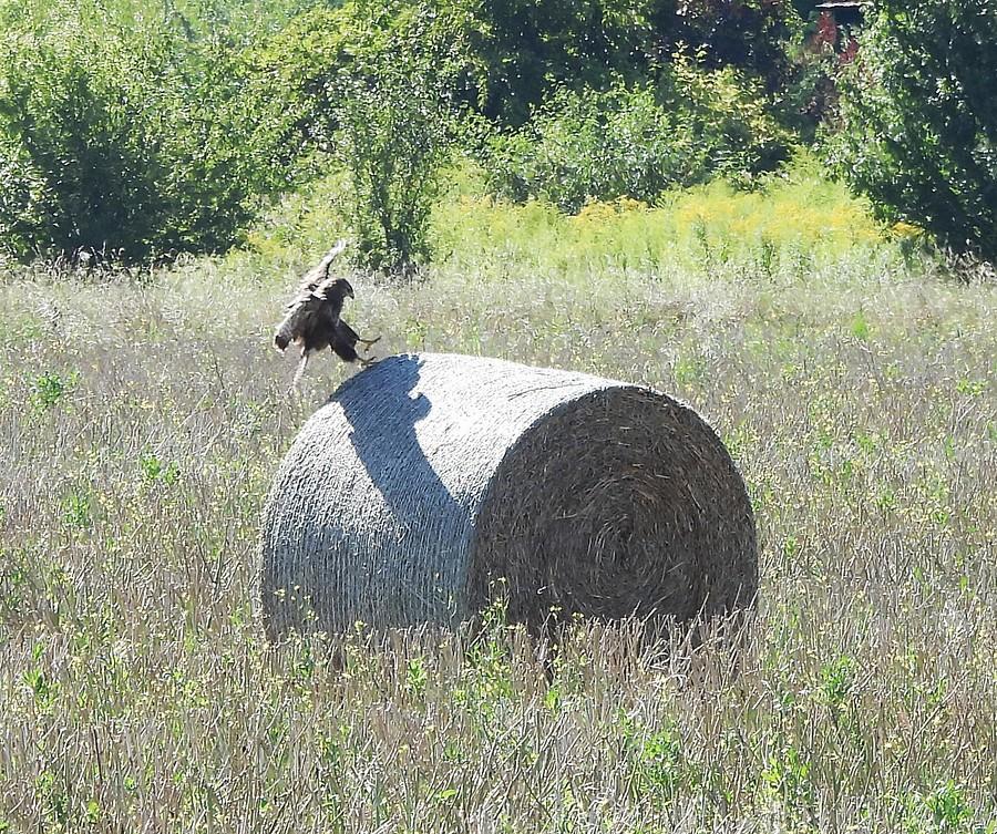 Myszołów robi telemarka