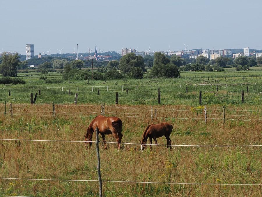 Rancho Drzecin i widok na wieżowce Frankfurtu
