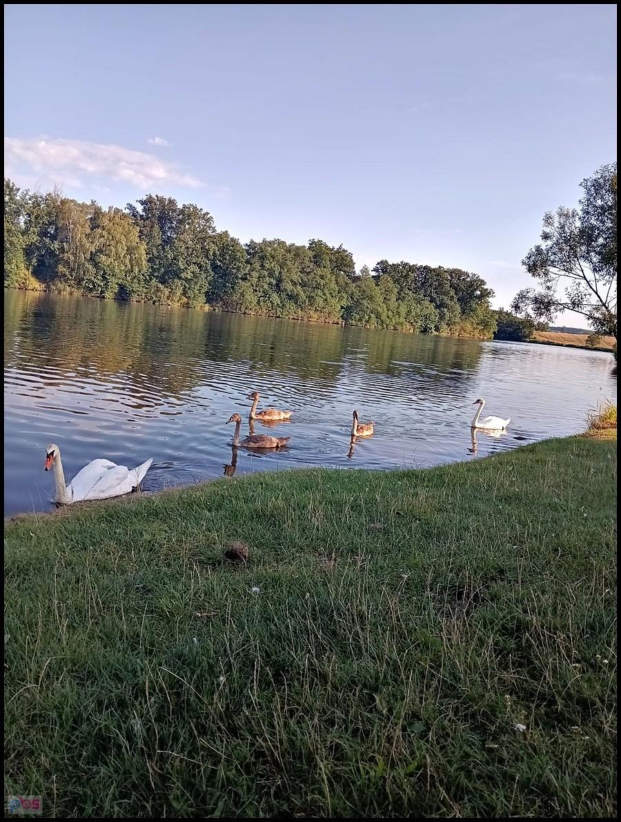 Łabędzie w Łagiewnikach