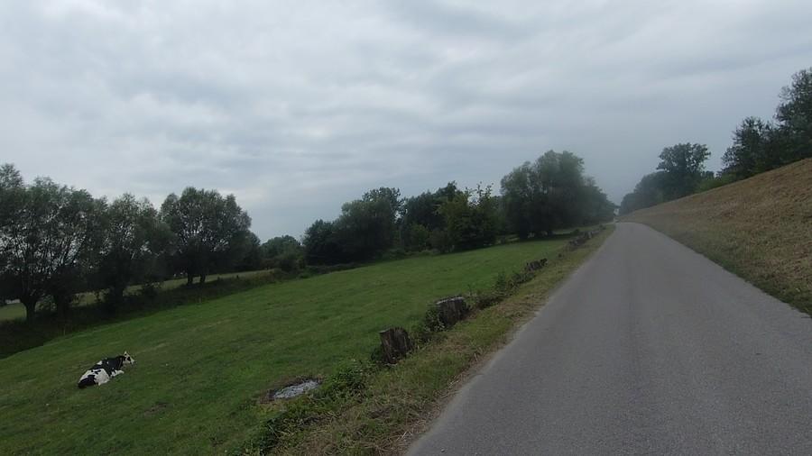 Krówka się załapała na fotkę