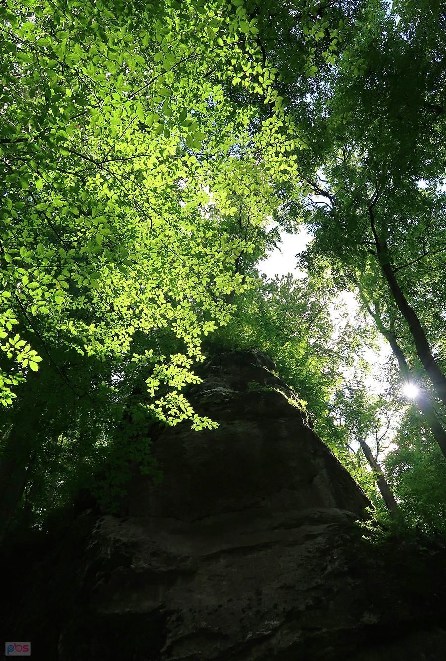 Puchacz, Soczewka