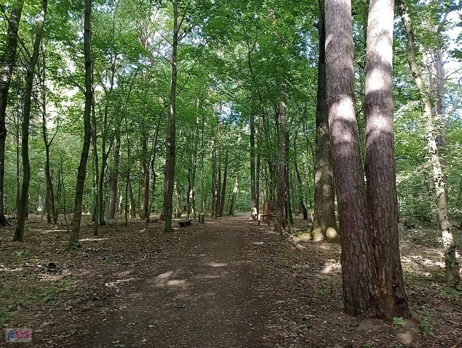 Tym fragmentem leśnej drogi jechałam chyba pierwszy raz