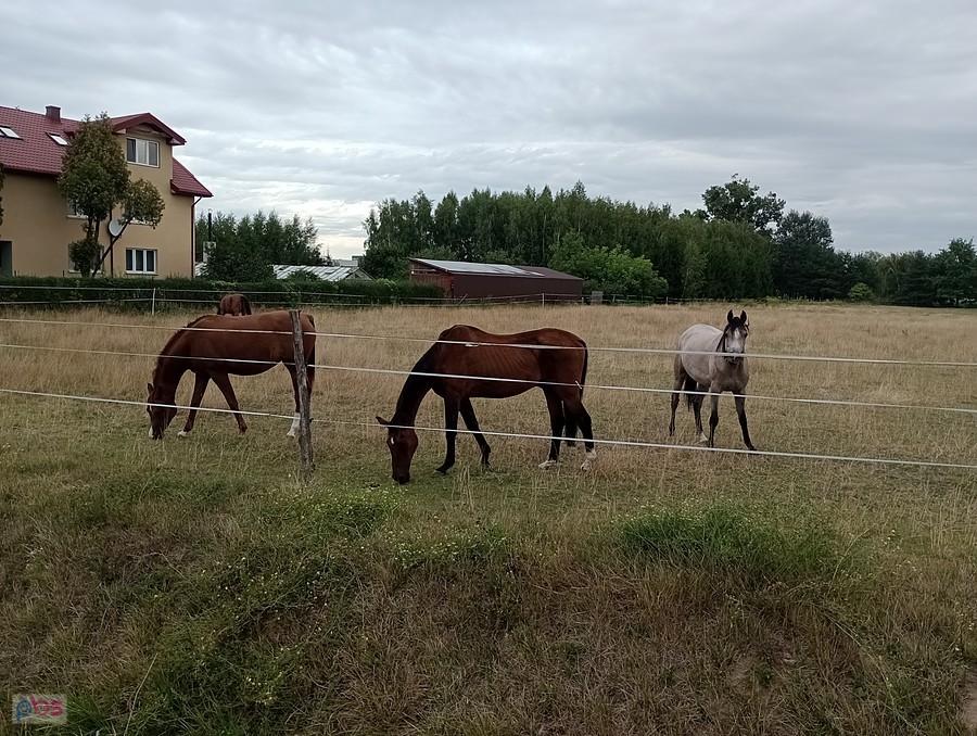 Konie w Duchnicach
