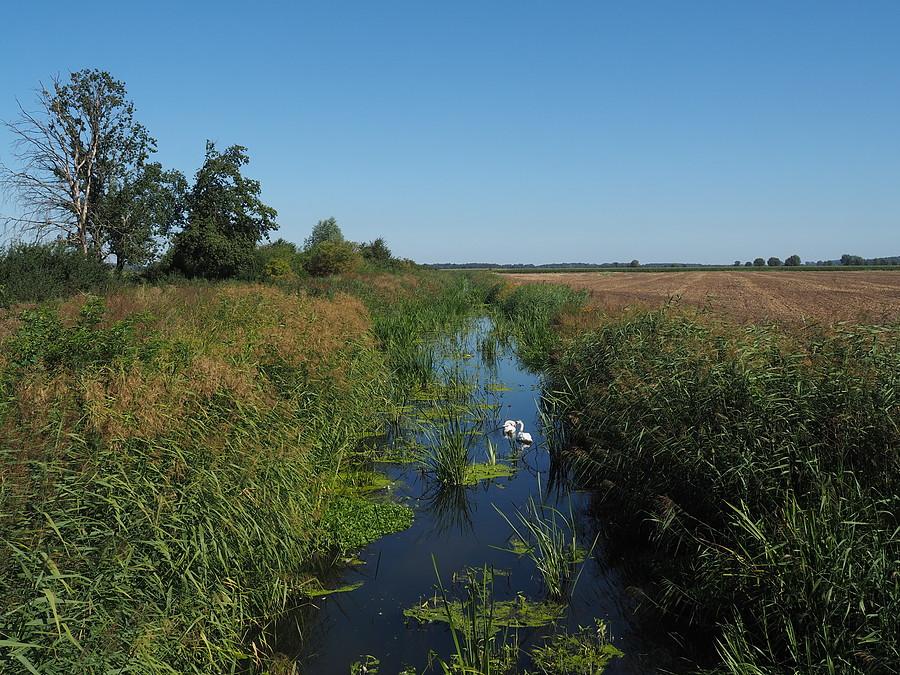 Racza Struga między Golicami a Pławidłem