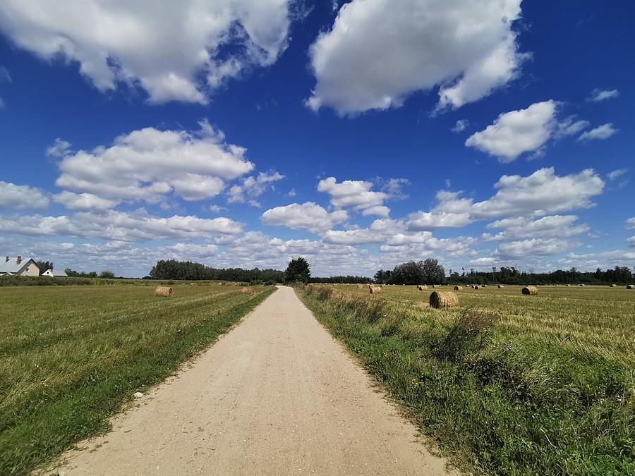 Droga wśród pól