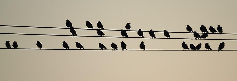 Hierarchia na drutach