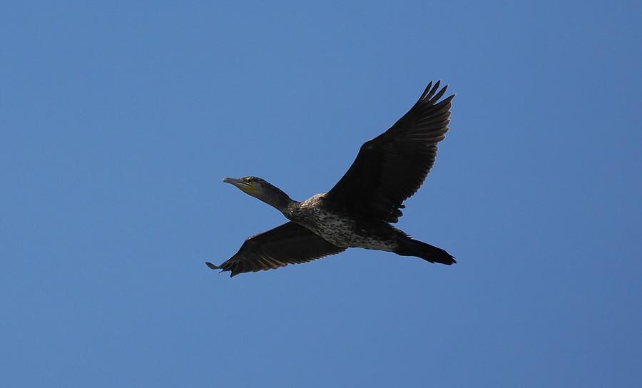 Kormoran nad Odrą w Uradzie