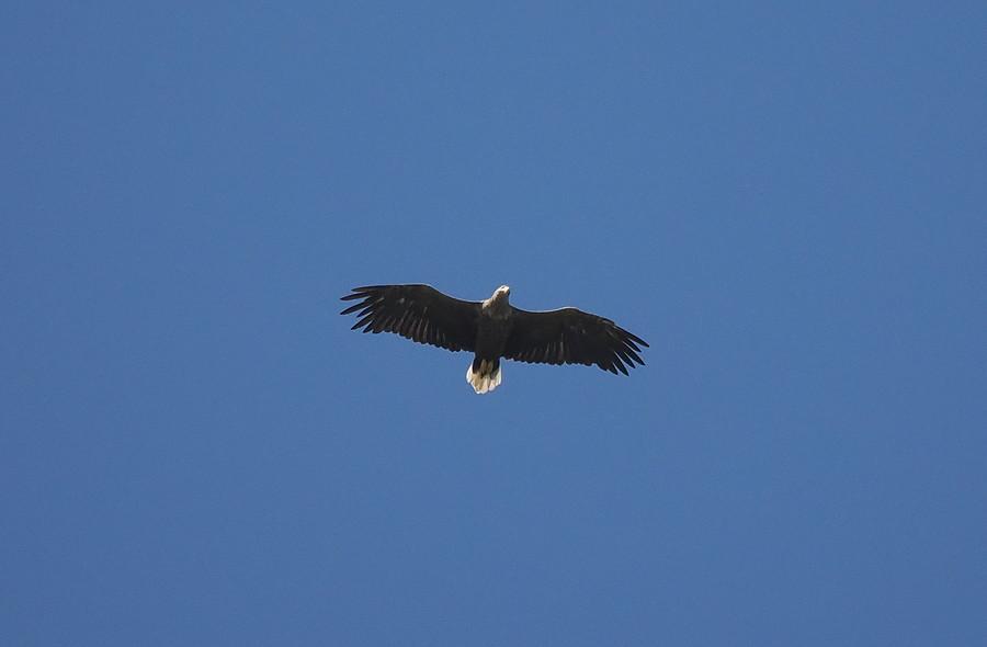 Bielik wysoko na niebie