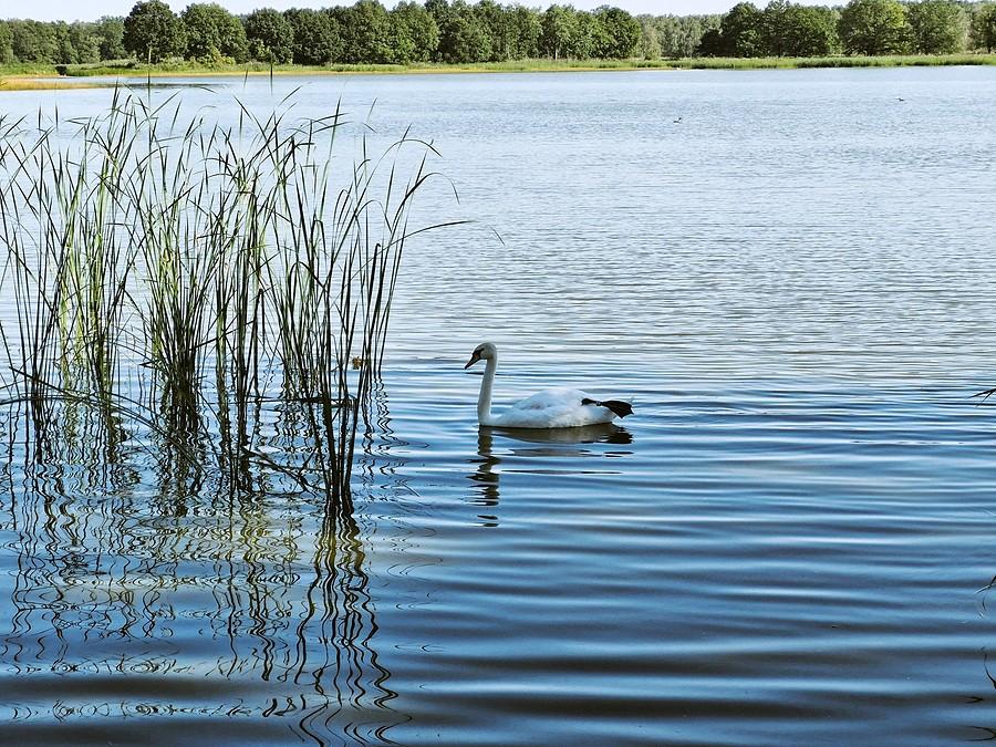 Łabędź na Stawie Trześniówka Dolna