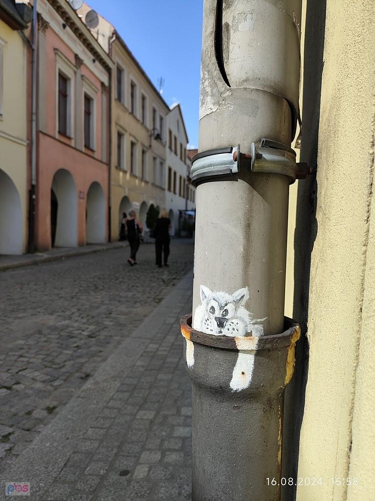 kot z TG, a ponoć ze Stajni u Wojtachy