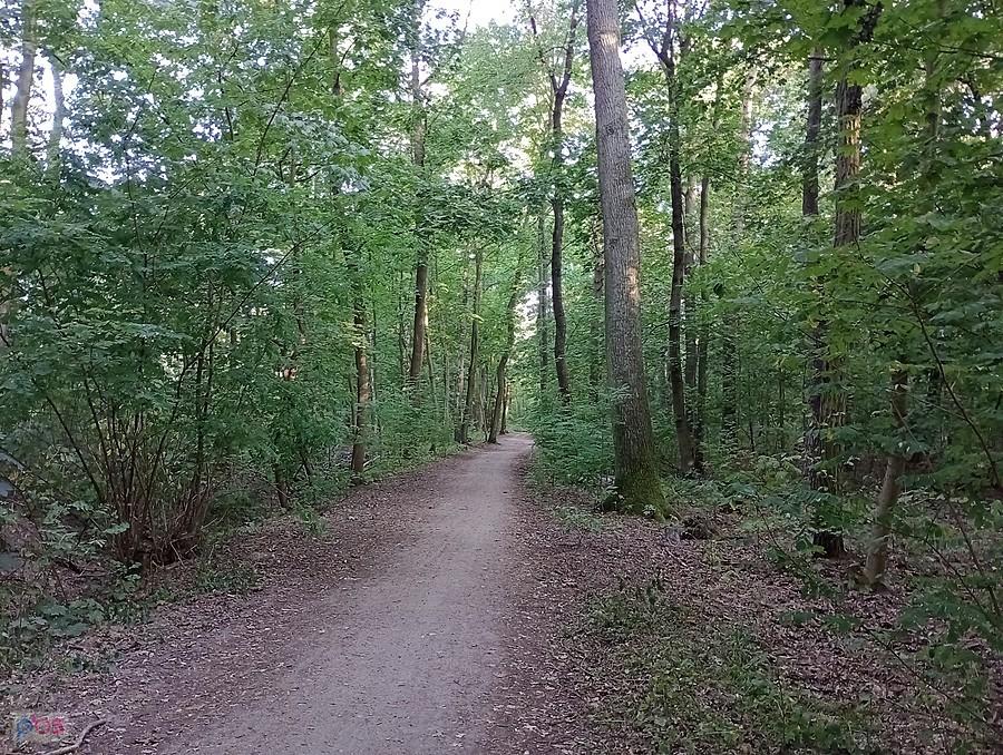 Najpierw jednak pojechałam przez las