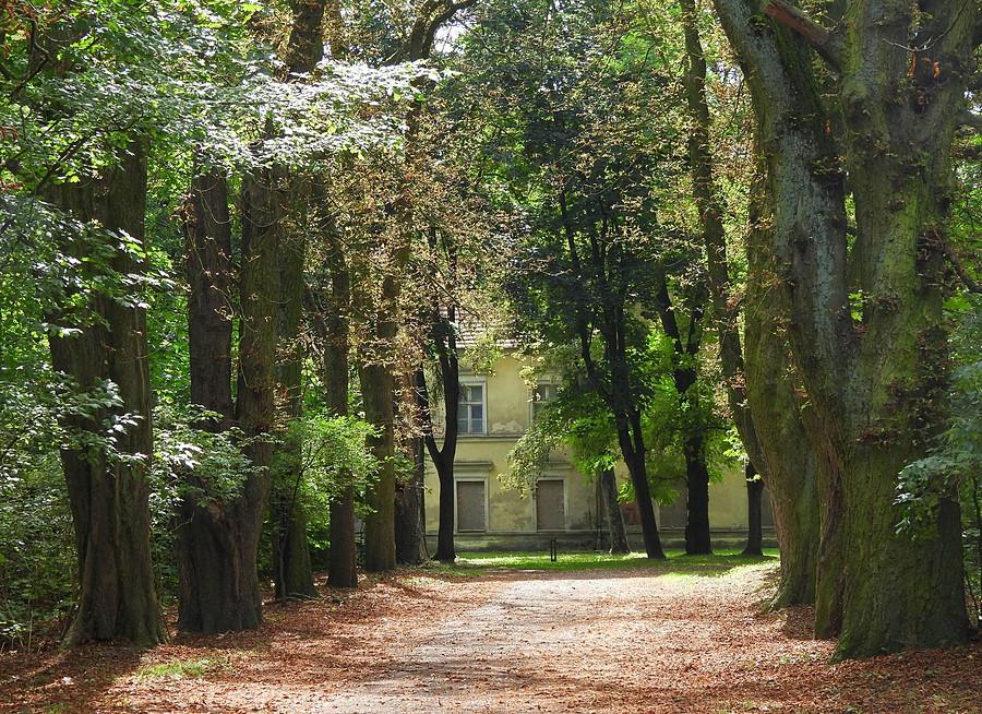 Aleja w Więckowicach