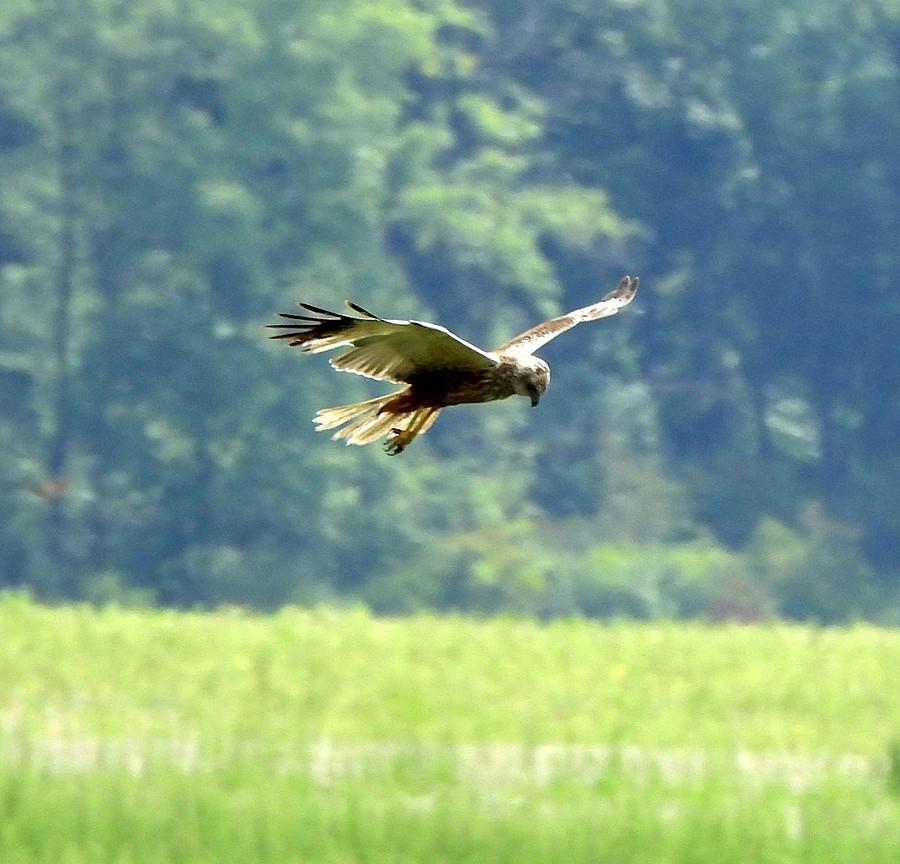 Błotniak nad polem