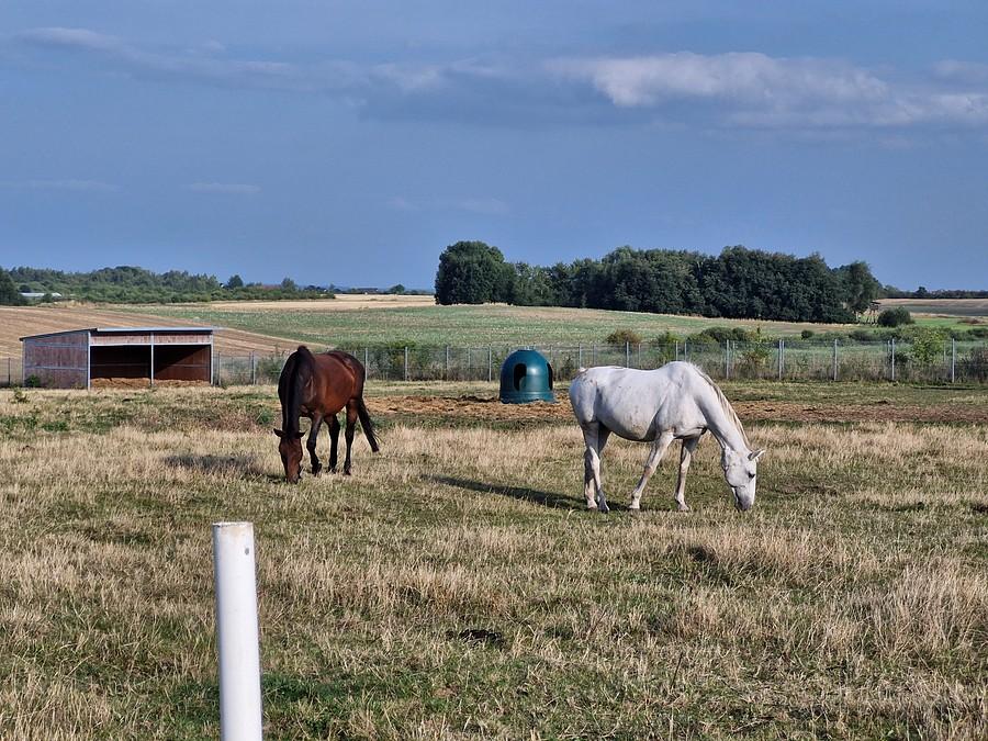 Konie w Barnisławie