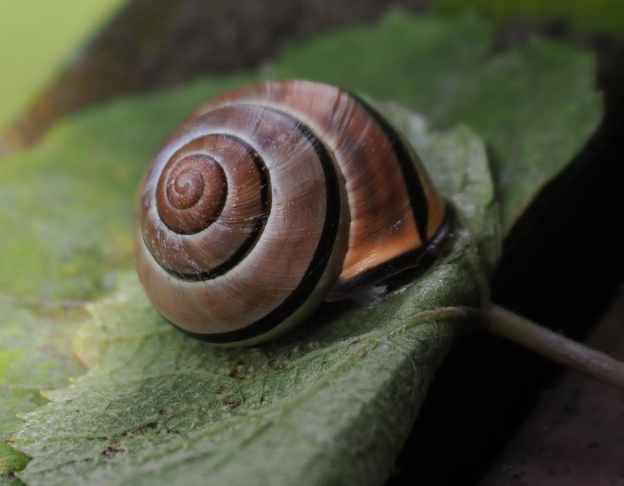 Ślimaczek