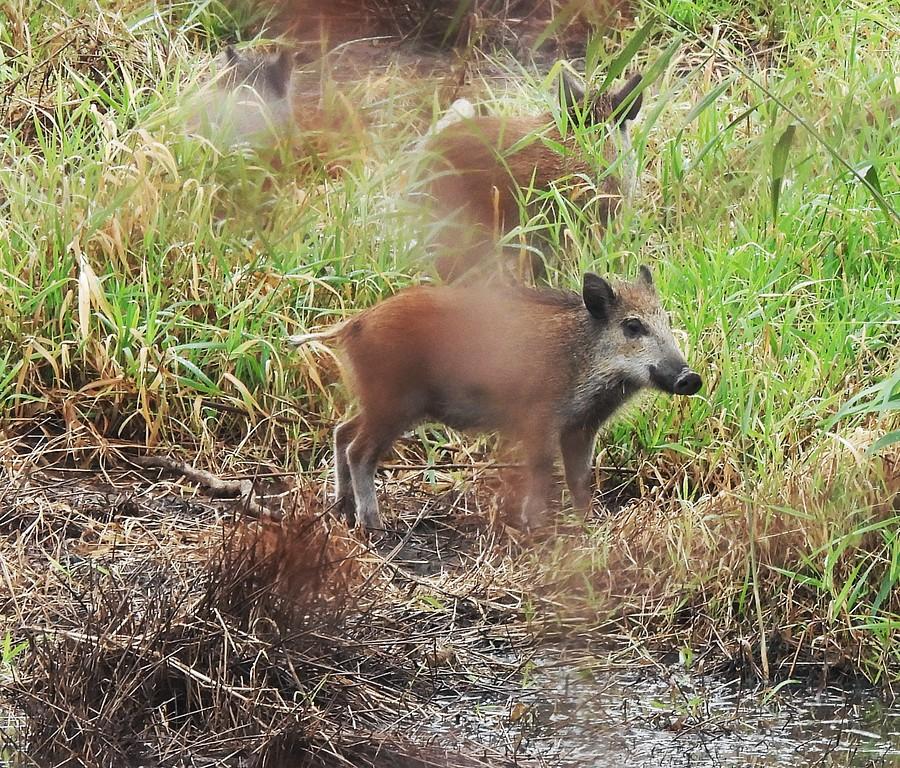 Lekko zasłonięty junior